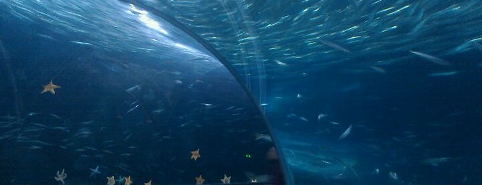 Aquarium of the Bay is one of I  2 TRAVEL!! The PACIFIC COAST✈.