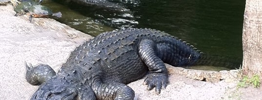 American Alligator Exhibit is one of Orte, die Felipe gefallen.