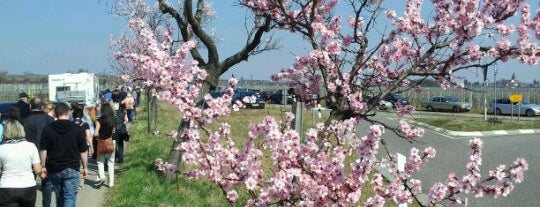 Almond Blossom Festival Gimmeldingen is one of 4sq365de (1/2).