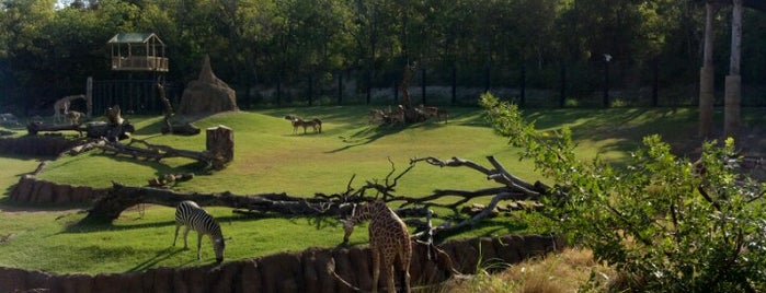 Dallas Zoo is one of Dallas To-Do List.