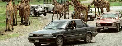 Safari World is one of Good Places for Travelling.
