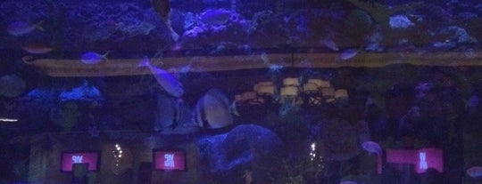The Mirage Aquarium is one of Las Vegas.