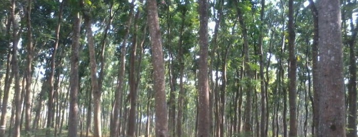 Hutan Jati Jatinegara is one of SLAWI.