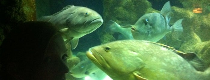 Aquarium & Museum of Marine Life is one of Rodos.