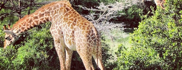 Национальный парк Найроби is one of Africa.