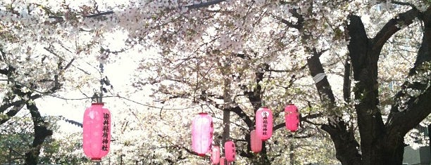 駒込 王子の花見散歩スポット 駒込 王子の花見散歩スポット