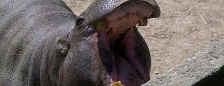 Zoológico de Buenos Aires is one of Favoritos Buenos Aires Argentina.