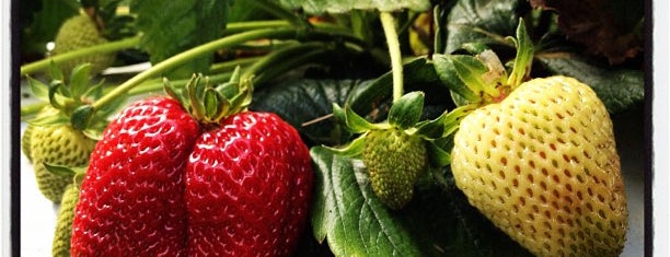Sunny Ridge Strawberry Farm is one of Mornington Peninsula Highlights.