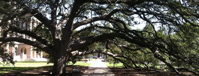 Century Tree is one of HOWDY! Welcome to AGGIELAND!.