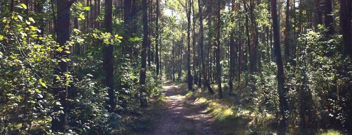 Nationalpark Kampinos is one of If You Want To Chillout....