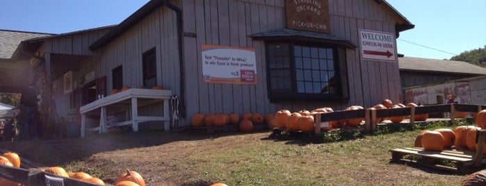 Stribling Orchard is one of Pumpkin Patches & Apple Orchards.