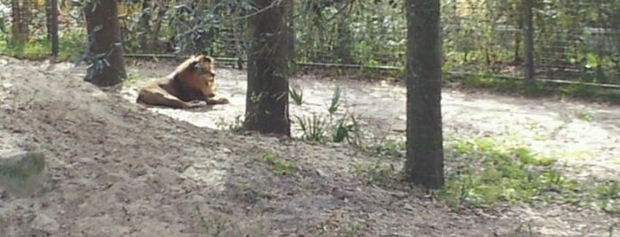Jacksonville Zoo Lions is one of สถานที่ที่ Lizzie ถูกใจ.