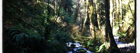 Forest Park - Wildwood Trail is one of portland.