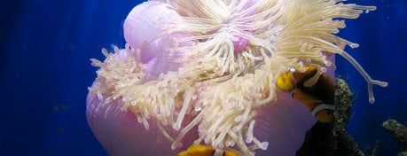 Underwater World Pattaya is one of ❉พาเด็กๆ ไปเที่ยวพัทยากัน ●０●.