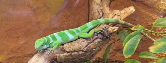 Reptielenhuis is one of ZOO.