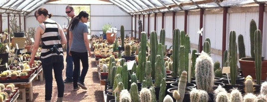 Cactus Mart is one of back to nothingness, like a week in the desert.