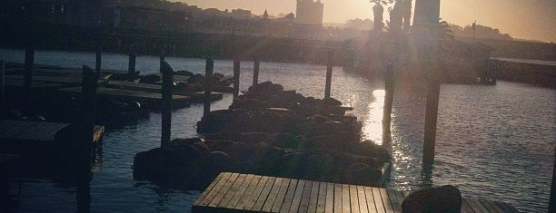 Sea Lions is one of Best spots of sunny SanFrancisco, CA!.