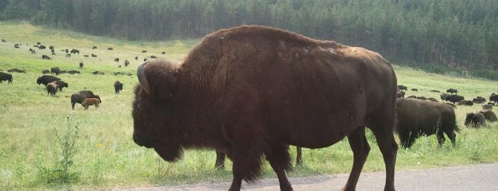 Custer State Park is one of Rapid City, SD.