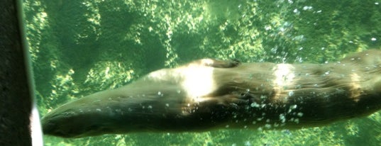 River Otter Exhibit is one of Things To Do --- NEAR Home.