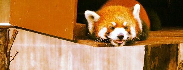 とくしま動物園 北島建設の森 is one of 動物園.