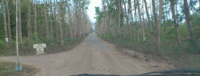 Alas Purwo National Park is one of Obyek Wisata Jawa Timur SELAIN Malang Surabaya.