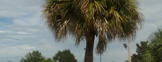 beside a palm tree (: is one of Locais curtidos por Joey.