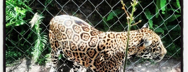 Jacksonville Zoo - Jaguar is one of สถานที่ที่ Lizzie ถูกใจ.