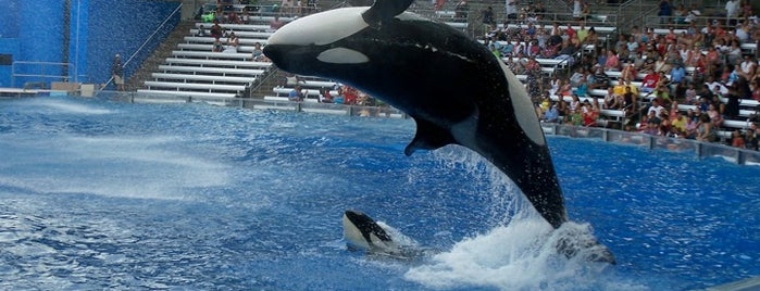 Shamu Stadium is one of Must Experience Attractions in Florida.