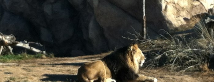 Denver Zoo is one of Kid-Approved Weekend in Denver.