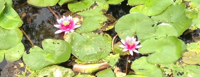 Breeze-Ruffled Lotus at Winding Garden is one of Rex'in Beğendiği Mekanlar.