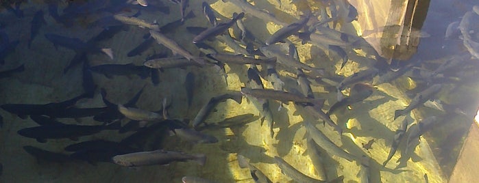 Riedman Fish Hatchery is one of Locais curtidos por MSZWNY.