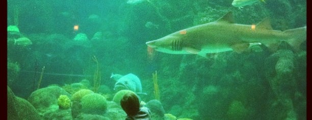 The Florida Aquarium is one of Tampa Bay Attractions.