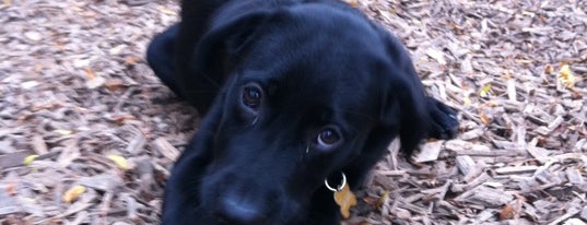 St. Andrews Playground / Dog Park is one of Toronto Off-Leash Dog Parks.