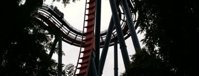 SheiKra is one of Must Do at Busch Gardens Tampa.