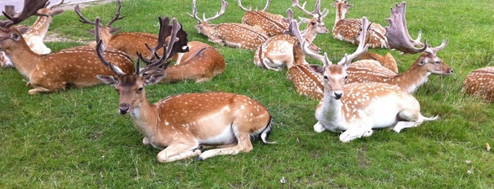 Richmond Park is one of Best place for a picnic in London.