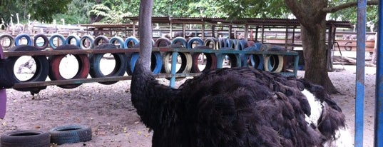 Ostrich Farm is one of ꌅꁲꉣꂑꌚꁴꁲ꒒ : понравившиеся места.