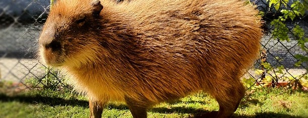 トリアスふれあい動物園 is one of 動物園.