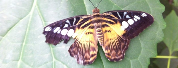 Butterfly Creek is one of Auckland's Best Petting Zoos.