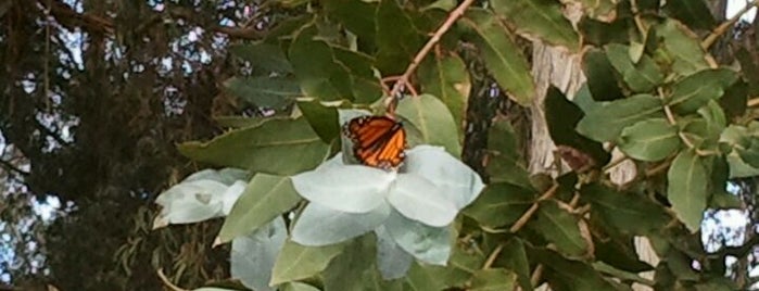 Monarch Butterfly Grove is one of San Luis Obispo.