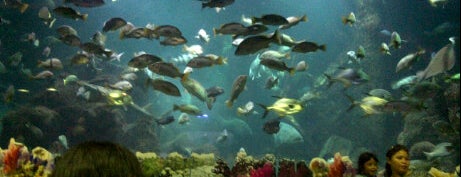 SeaWorld Indonesia is one of I Ever Visit many Places.