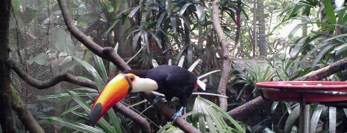 Jurong Bird Park is one of 子連れでシンガポール観光.