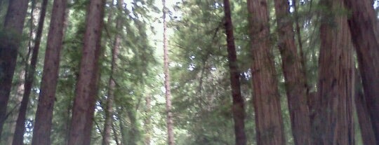 The Redwoods is one of SF.