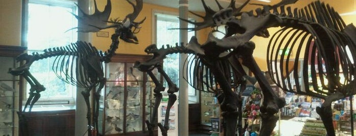The National Museum of Ireland - Natural History is one of Never been.
