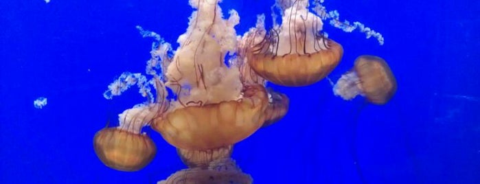 Oregon Coast Aquarium is one of Tempat yang Disukai Dianna.