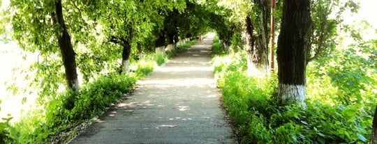 The longest linden alley in Europe is one of октябрь 2013 - outdoors.