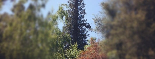 El Palo Alto Redwood Tree is one of San Francisco Peninsula Hotspots.