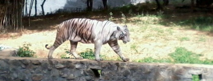 Vandalur zoo is one of Chennai #4sqcities.