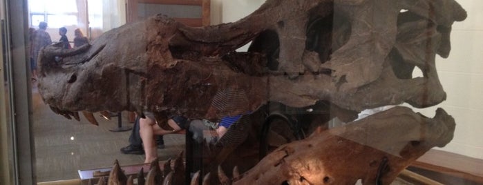 Sue The T. Rex is one of places to visit.