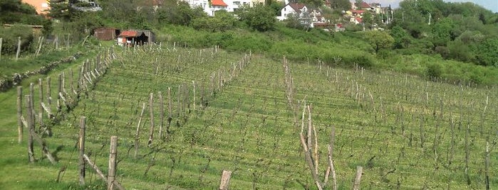 Vinice Máchalka is one of Prague's vineyards.