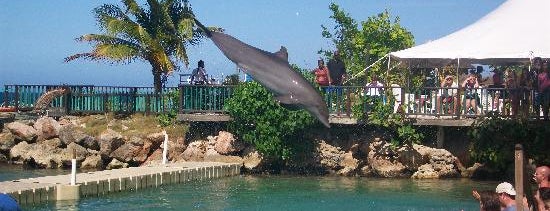 Dolphin Cove is one of Guide to the Best of Island, Jamaica.